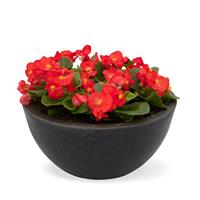 Super Cool Red Begonia