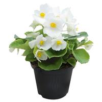 Super Cool White Begonia