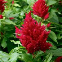 Flamma Rose Celosia