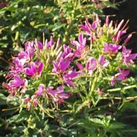 Sparkler 2.0 Rose Cleome