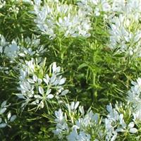 Sparkler 2.0 White Cleome