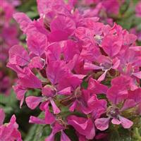 Sriracha Pink Cuphea