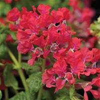 Sriracha Rose Cuphea