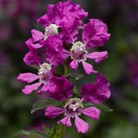 Sriracha Violet Cuphea