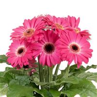 Joybera Pink Dark Eye Gerbera