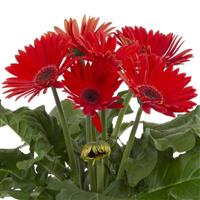 Joybera Red Dark Eye Gerbera