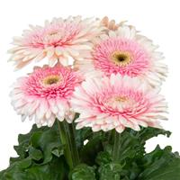 Joybera Double Milkshake Gerbera