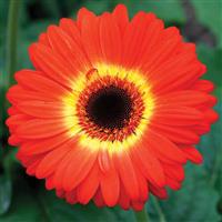 Majorette Orange and Yellow Bicolor Dark Eye Gerbera