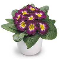 Danova Wine Bicolor Primula Acaulis