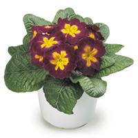 Danova Burgundy Bicolor Primula Acaulis