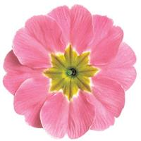 Danova Rose Lavender Shades Primula Acaulis