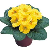 Danova Yellow With Eye Primula Acaulis