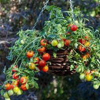 Cherry Blast Tomato