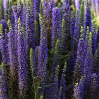 Veronica spicata Royal Candles