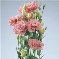 ABC™ 1 Deep Rose Lisianthus