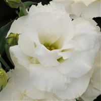 ABC™ 3 White Lisianthus