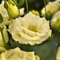ABC™ 3 Yellow Lisianthus