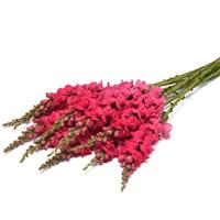 Early Potomac™ Rose Improved Snapdragon