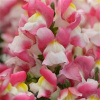 Snapshot™ Coral Bicolor Snapdragon
