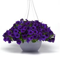 Easy Wave<sup>®</sup> Blue Spreading Petunia