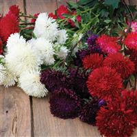 Azumi XL Mix Cut Flower Aster