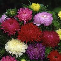 Ball Florist Mix Cut Flower Aster