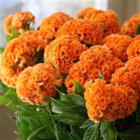 Captain Orange Light Red Tip Cut Flower Celosia