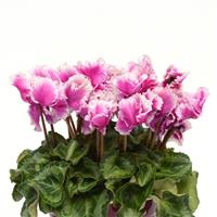 Abanico<sup>®</sup> Select Midi Light Purple Cyclamen