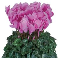Halios<sup>®</sup> HD Lavender Cyclamen