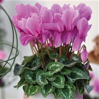 Halios<sup>®</sup> HD Lavender Cyclamen