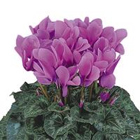 Halios<sup>®</sup> HD Lilac Cyclamen