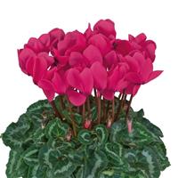 Halios<sup>®</sup> HD Neon Rose Cyclamen