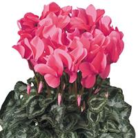 Halios<sup>®</sup> HD Salmon Cyclamen