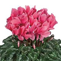 Halios<sup>®</sup> HD Salmon Rose Cyclamen