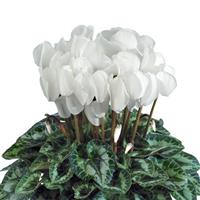 Halios<sup>®</sup> HD White Cyclamen