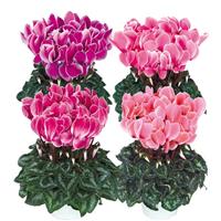 Halios<sup>®</sup> HD Flame Mix Cyclamen