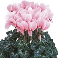 Halios<sup>®</sup> HD Dhiva Rose Eye Cyclamen