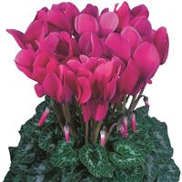 Halios<sup>®</sup> HD Dhiva Purple Cyclamen