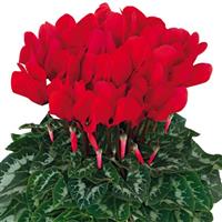 Halios<sup>®</sup> HD Bright Scarlet Cyclamen