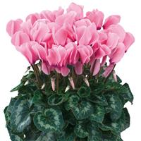 Halios<sup>®</sup> HD Light Rose Cyclamen