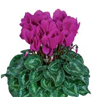 Halios<sup>®</sup> HD Bright Purple Cyclamen