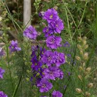 QIS Lilac Larkspur