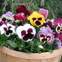 Majestic Giants II Blotch Mix Pansy