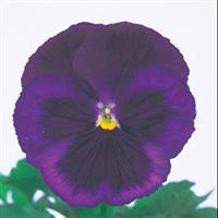 Majestic Giants II Blue Jeans with Blotch Pansy