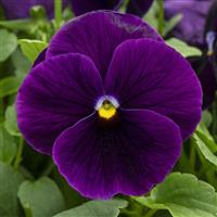 Spring Grandio Purple Pansy