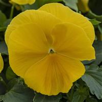 Spring Grandio Yellow Pansy
