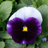 Spring Grandio Beacon Blue Pansy