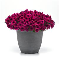Shock Wave<sup>®</sup> Deep Purple Improved Spreading Petunia