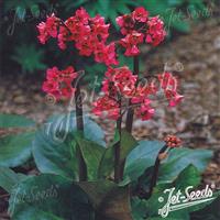 Bergenia cordifolia Winterglut