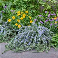 Rosmarinus Blue Cascade